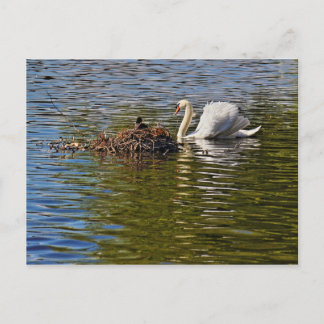 Swan mit Eurasian Coot sitzend auf seinem Nest Postkarte