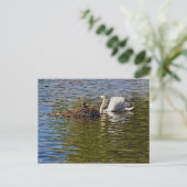 Swan mit Eurasian Coot sitzend auf seinem Nest Postkarte (Stehend Vorderseite)