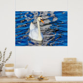 Swan mit Reflections Poster (Küche)