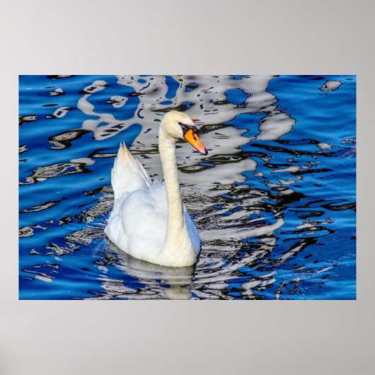 Swan mit Reflections Poster (Vorne)