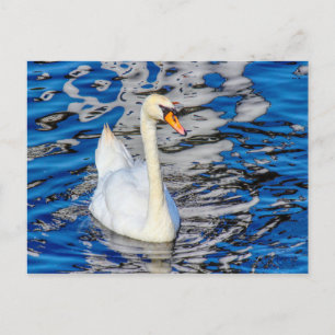 Swan mit Reflections Postkarte