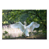 Swan mit Wings Spread Fotodruck (Vorne)