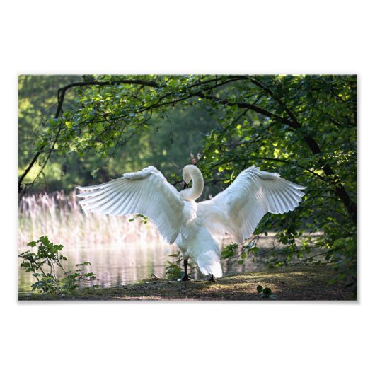 Swan mit Wings Spread Fotodruck (Vorne)