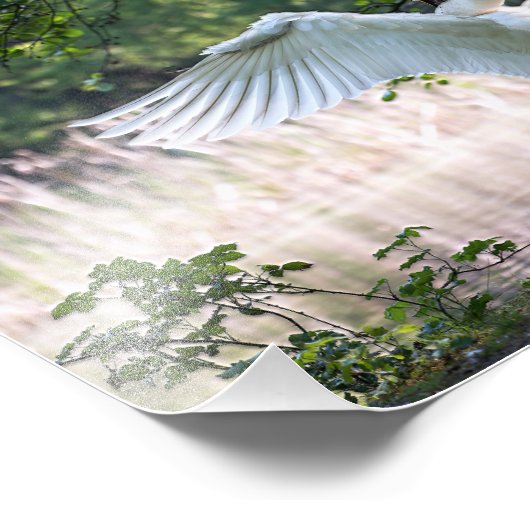 Swan mit Wings Spread Fotodruck (Ecke)