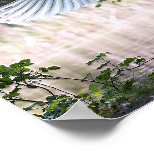 Swan mit Wings Spread Poster (Ecke)