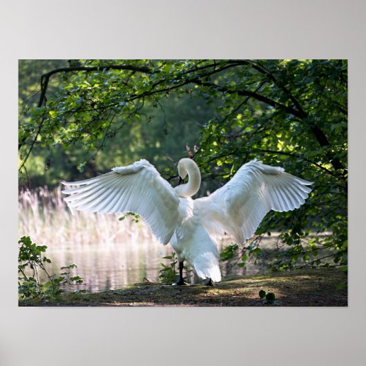 Swan mit Wings Spread Poster (Vorne)