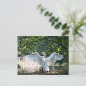 Swan mit Wings Spread Postkarte (Stehend Vorderseite)