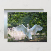 Swan mit Wings Spread Postkarte (Vorne/Hinten)