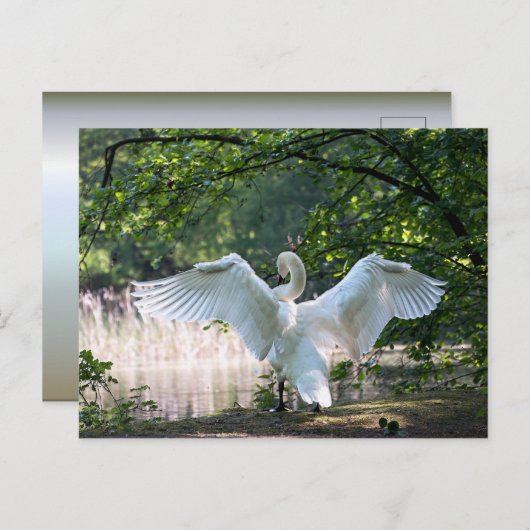 Swan mit Wings Spread Postkarte (Vorne/Hinten)
