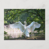 Swan mit Wings Spread Postkarte (Vorderseite)