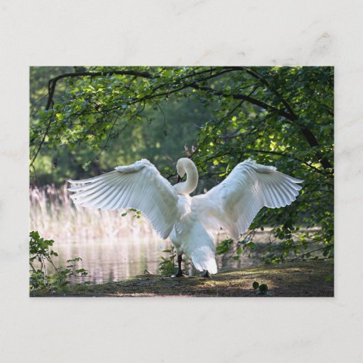 Swan mit Wings Spread Postkarte (Vorderseite)