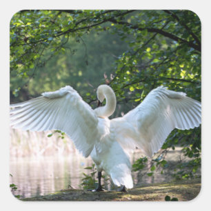 Swan mit Wings Spread Quadratischer Aufkleber