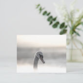 Swan Nature Foto Postkarte (Stehend Vorderseite)