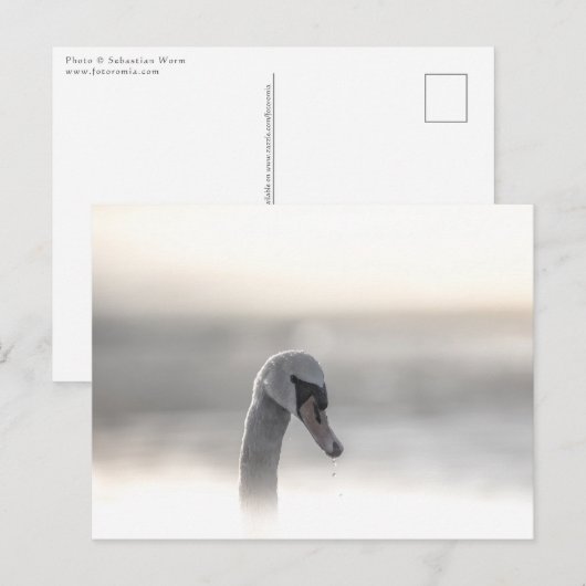 Swan Nature Foto Postkarte (Vorne/Hinten)