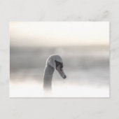Swan Nature Foto Postkarte (Vorderseite)