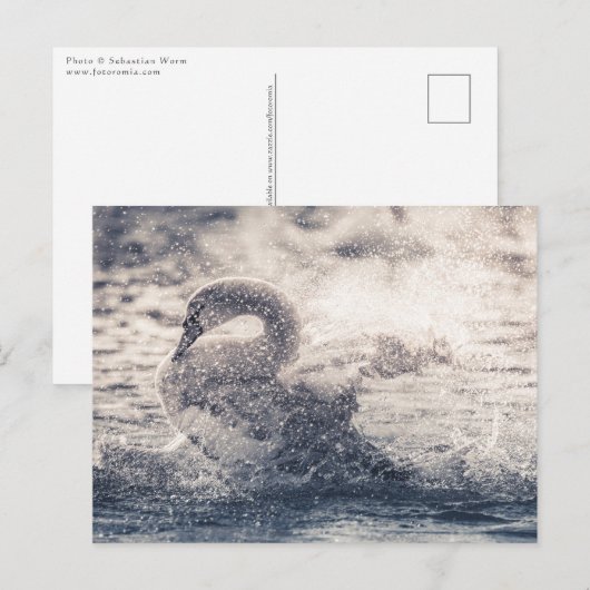 Swan Nature Foto Postkarte (Vorne/Hinten)