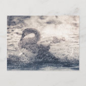 Swan Nature Foto Postkarte (Vorderseite)