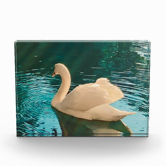 Swan on Pond Fotoblock (Vorderseite)