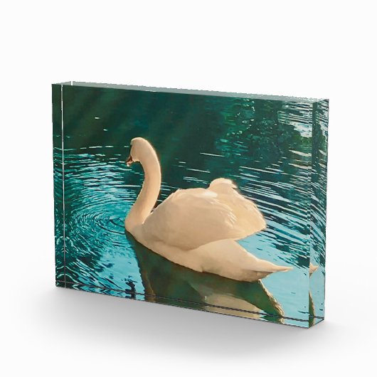 Swan on Pond Fotoblock (Rechts)