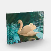 Swan on Pond Fotoblock (Links)