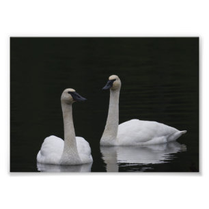 Swan Pair Anacortes ACFL Fotodruck