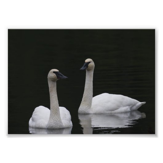 Swan Pair Anacortes ACFL Fotodruck (Vorne)