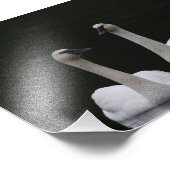 Swan Pair Anacortes ACFL Fotodruck (Ecke)