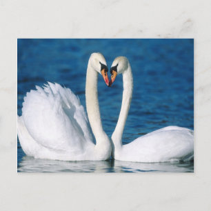 Swan Postcard Postkarte