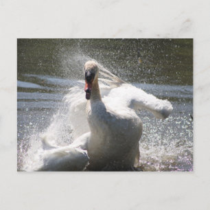 Swan Postcard Postkarte