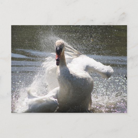 Swan Postcard Postkarte (Vorderseite)