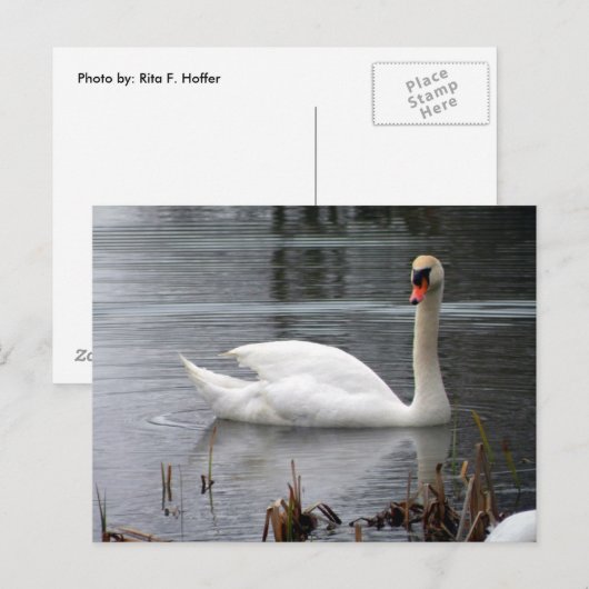 Swan Postcard Postkarte (Vorne/Hinten)