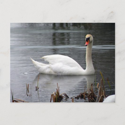 Swan Postcard Postkarte (Vorderseite)