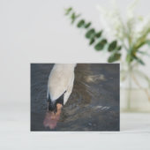 Swan Postcard Postkarte (Stehend Vorderseite)