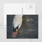 Swan Postcard Postkarte (Vorne/Hinten)