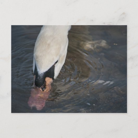 Swan Postcard Postkarte (Vorderseite)