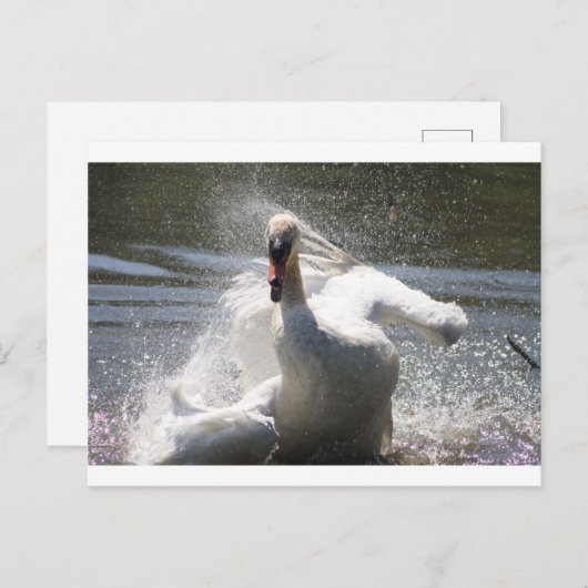Swan Postcard Postkarte (Vorne/Hinten)