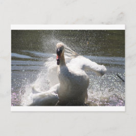 Swan Postcard Postkarte