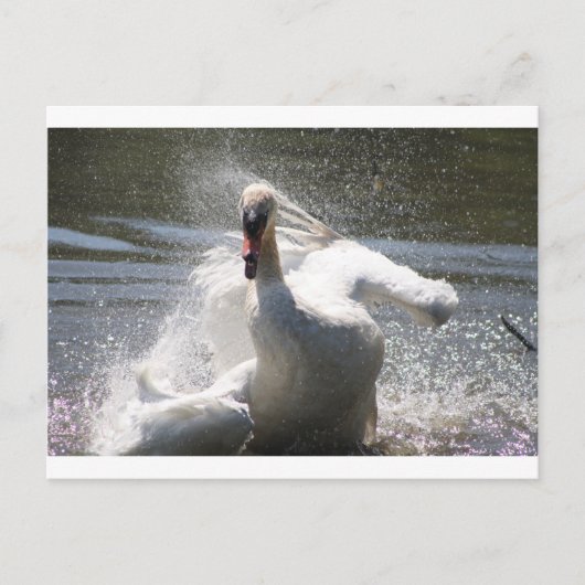 Swan Postcard Postkarte (Vorderseite)