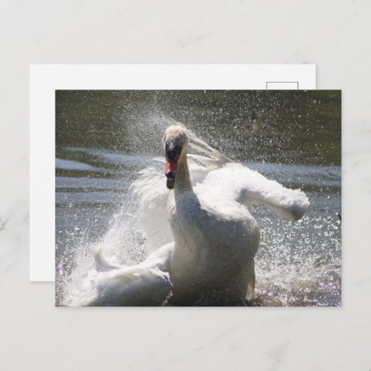 Swan Postcard Postkarte (Vorne/Hinten)