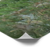 Swan-Poster Poster (Ecke)