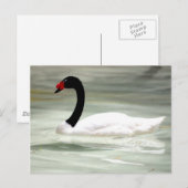 Swan-Postkarte Postkarte (Vorne/Hinten)