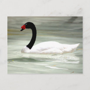Swan-Postkarte Postkarte
