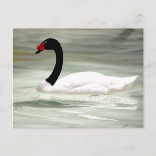 Swan-Postkarte Postkarte (Vorderseite)