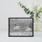 Swan Postkarten (Stehend Vorderseite)