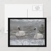 Swan Postkarten (Vorne/Hinten)