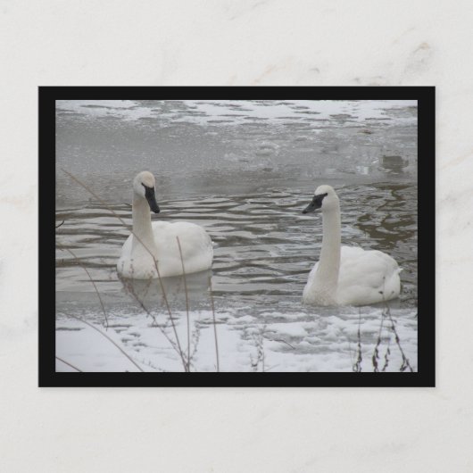 Swan Postkarten (Vorderseite)