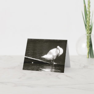 Swan Preening Note Card by Brad Hines Karte