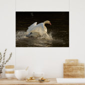 Swan Print plashend Poster (Küche)