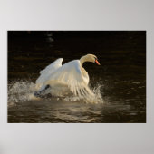 Swan Print plashend Poster (Vorne)