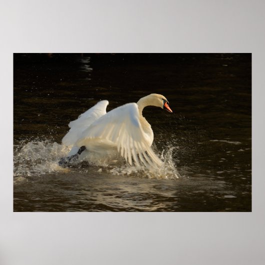 Swan Print plashend Poster (Vorne)